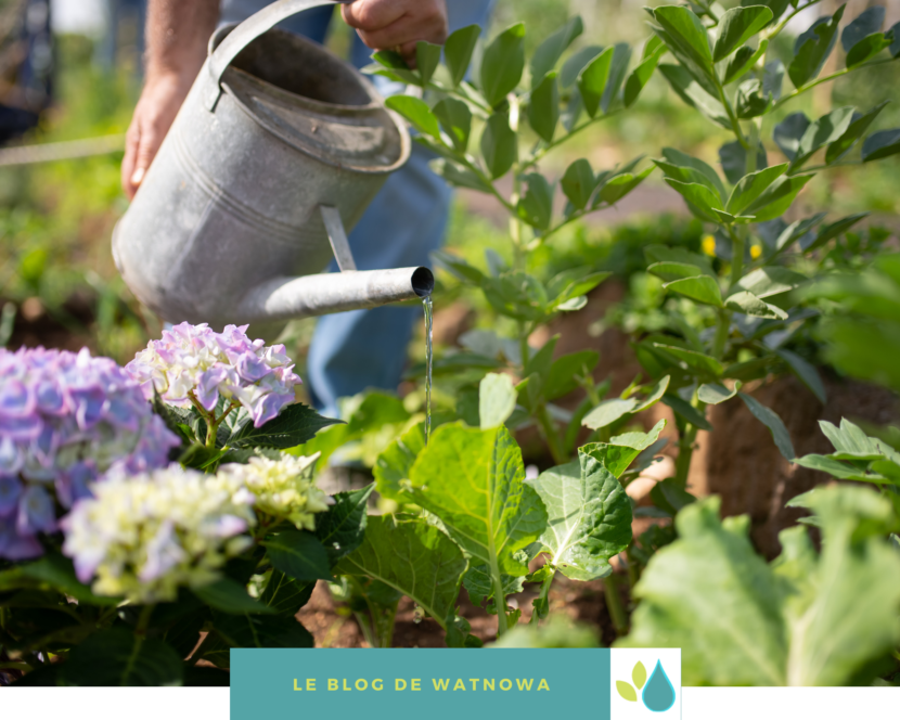 Arrosage de ses plantes