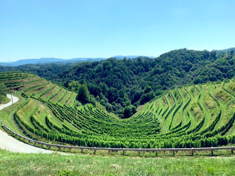 Vignes et eau. Ces vignes sont cultivées en suivant le lignes de niveaux du relief, pour mieux profiter de l'eau