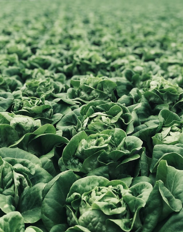 Image de plants de laitues cultivés - maraichage - eau agriculture