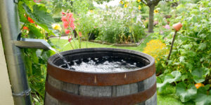 Récupérateur d’eau de pluie pour arroser un jardin en été