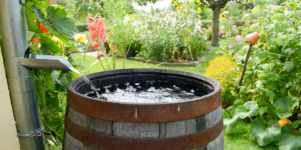 Récupérateur d’eau de pluie pour arroser un jardin en été