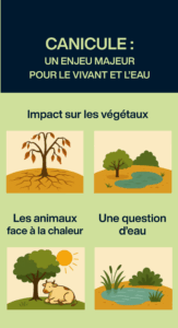 Illustration de l’impact de la canicule sur les végétaux, les animaux et les ressources en eau — un enjeu écologique majeur